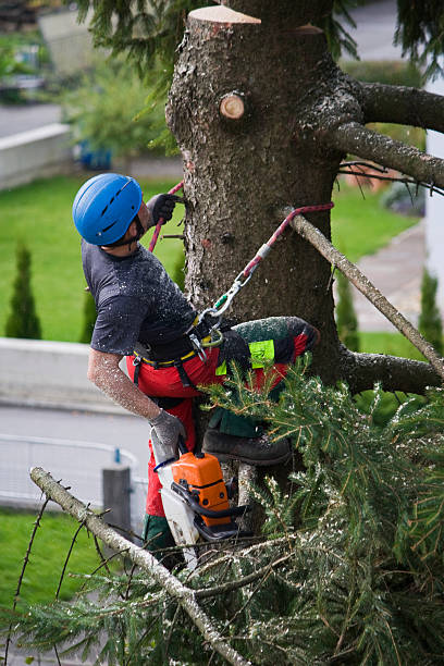 Best Tree Risk Assessment  in Browntown, PA